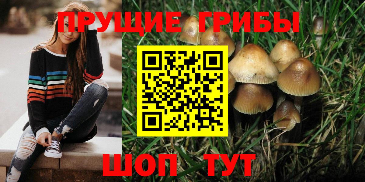 Галлюциногенные грибы Psilocybine cubensis Фрязино